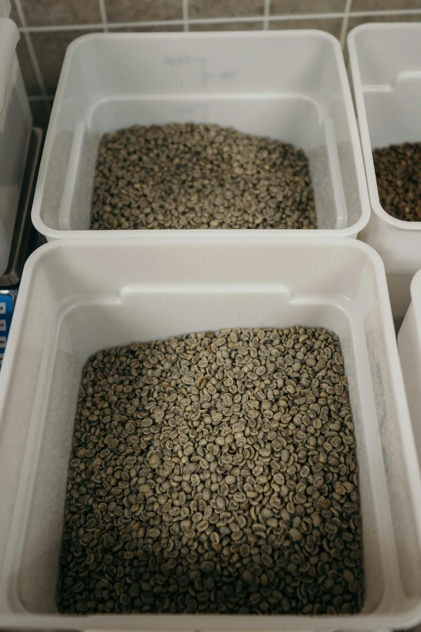 зелёное кофейное зерно из Колумбии перед обжаркой